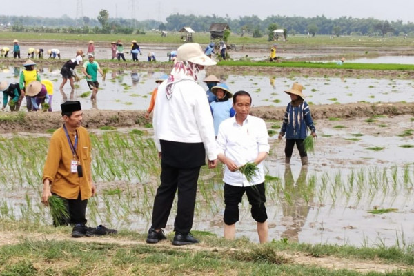 Tanam Padi di Tuban, Jokowi Puji Penggunaan Pupuk Organik
