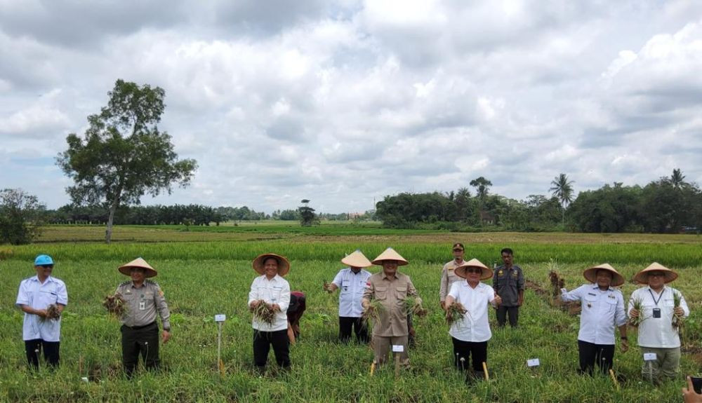 Panen Perdana Bawang Merah Lamteng Ternyata Terapkan Digital Farming 