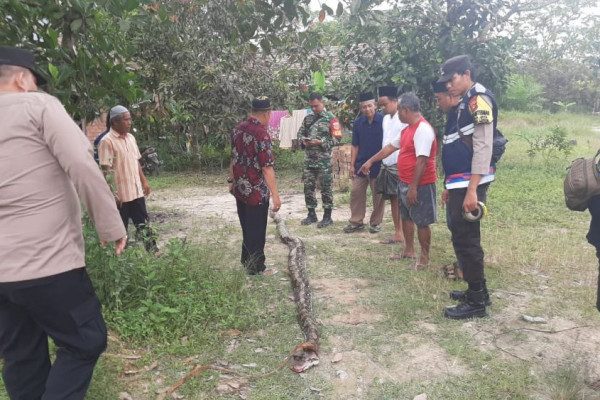 Korban Tewas Dililit Ular Di Muba Diduga Kehabisan Nafas