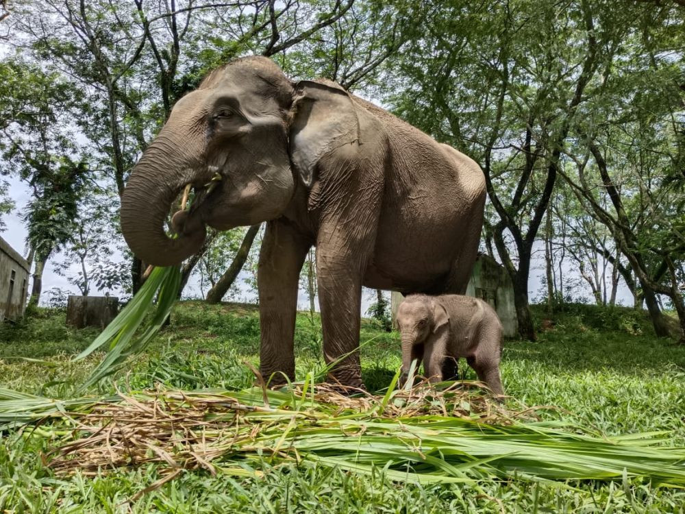 Kabar Gembira! Anak Gajah 'Yongki' Lahir di Taman Nasional Way Kambas