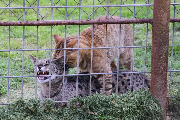 Mengapa Kucing Berisik Saat Kawin? Ternyata Ini Jawabannya