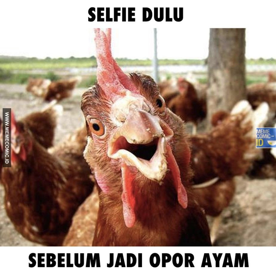 12 Meme Nasib Ayam Saat Jelang Lebaran Otw Jadi Opor