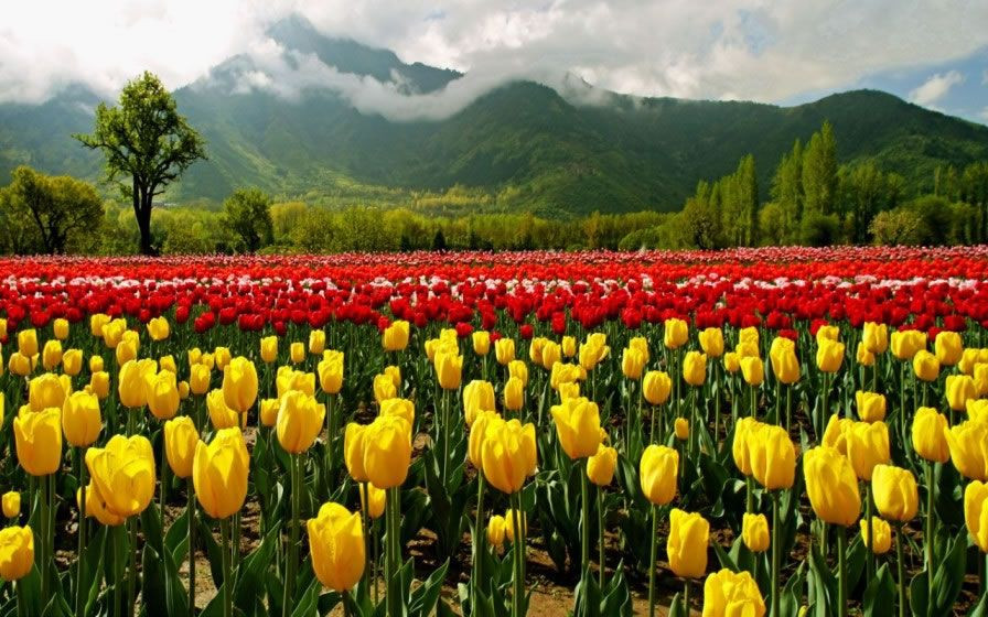 10 Tempat Paling Indah Di Dunia Untuk Melihat Tulip Cantik