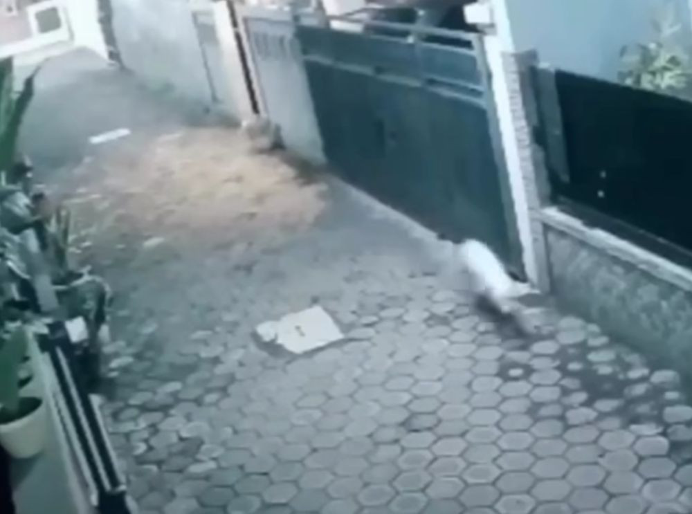 Viral Babi Ngepet di Tangerang Selatan, Polisi: Itu Anjing