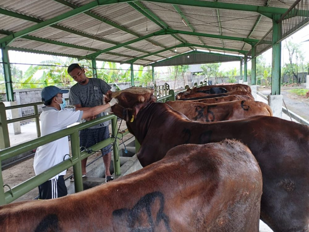 Vaksinasi LSD Targetkan 5.500 Sapi dan Kerbau di Purwakarta