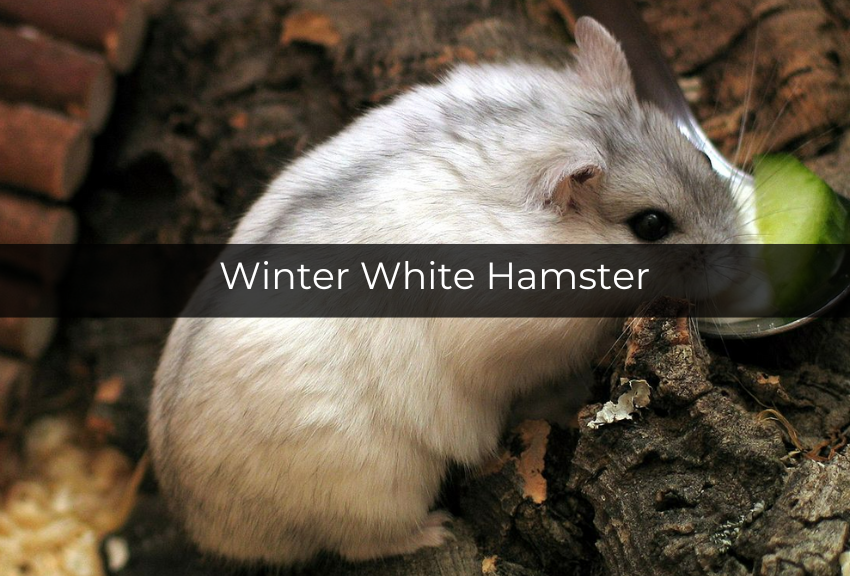 [QUIZ] Dari Jenis Hamster yang Kamu Pilih, Ini Karaktermu yang Sebenarnya