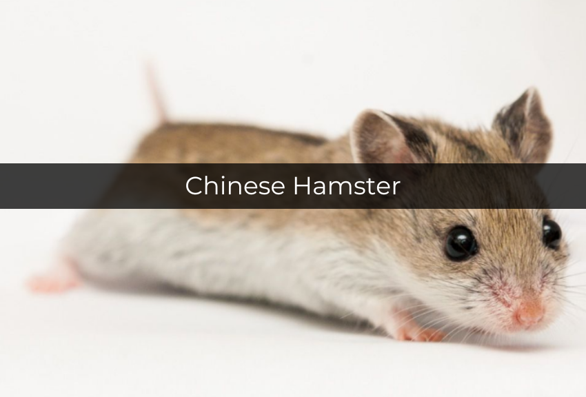 [QUIZ] Dari Jenis Hamster yang Kamu Pilih, Ini Karaktermu yang Sebenarnya