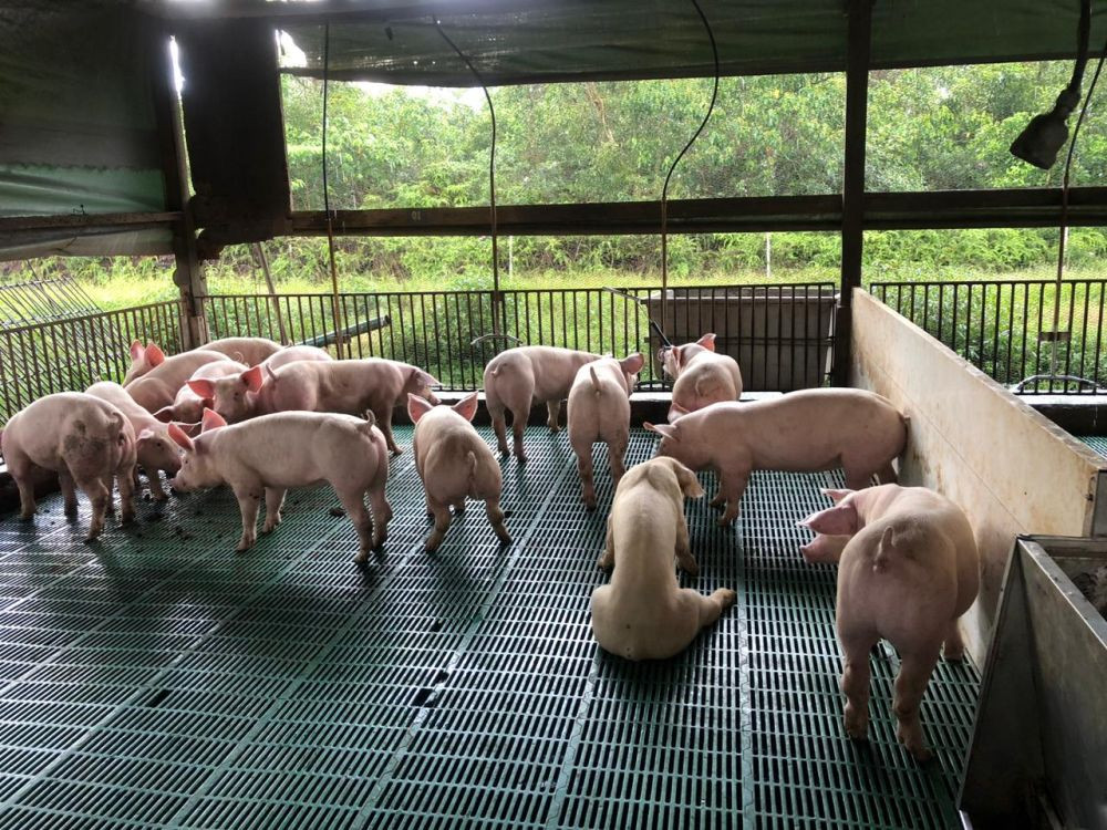 14 Ribu Ekor Babi di Luwu Timur Mati Mendadak Akibat Flu Babi Afrika