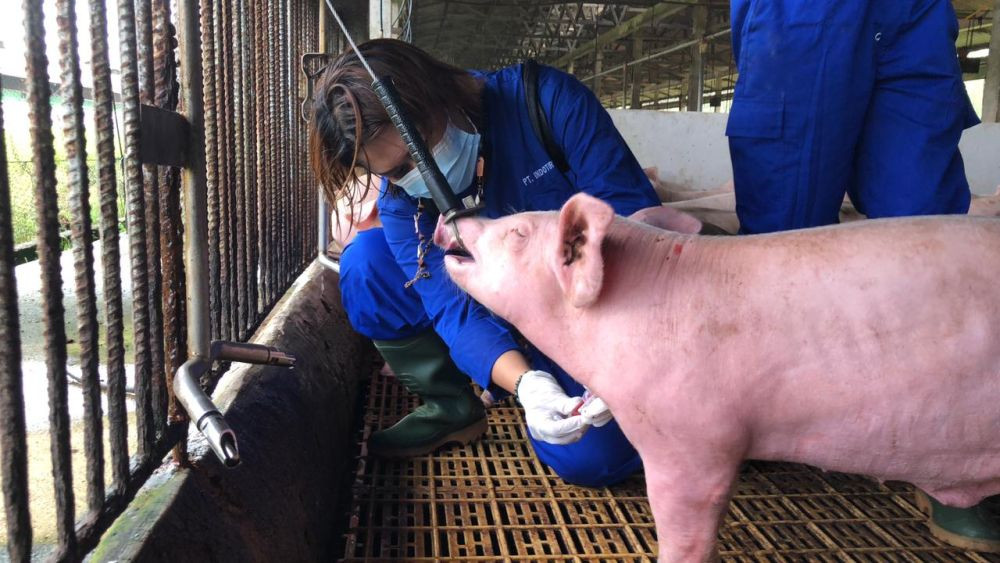 Cegah ASF, Pemprov Sulawesi Utara Rutin Periksa Sampel Babi