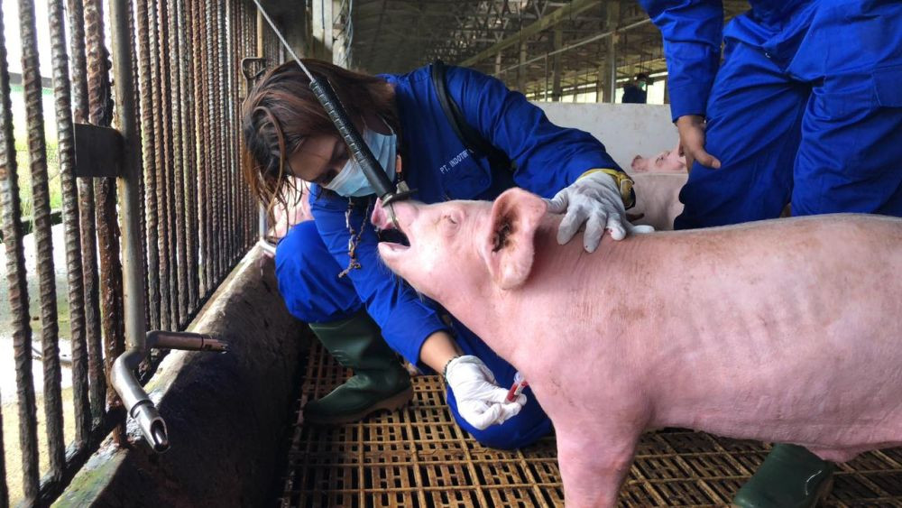 Heboh Penemuan Bangkai Babi, Virus ASF Dipastikan Belum Masuk Sulut