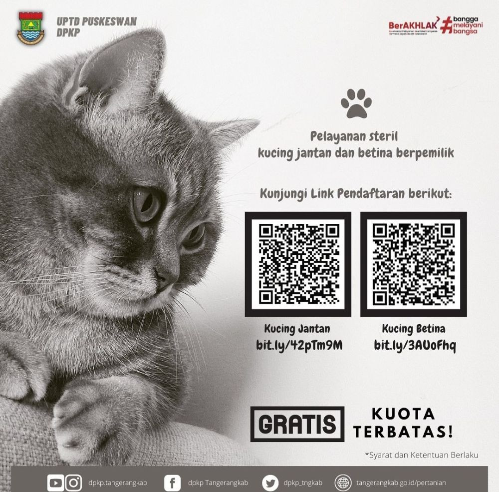 Pemkab Tangerang Buka Layanan Sterilisasi Kucing Gratis, Ini Caranya!
