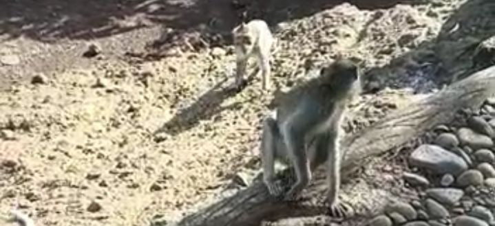 Ratusan Kera Ekor Panjang Bikin Resah Pengelola Wisata Mangunan