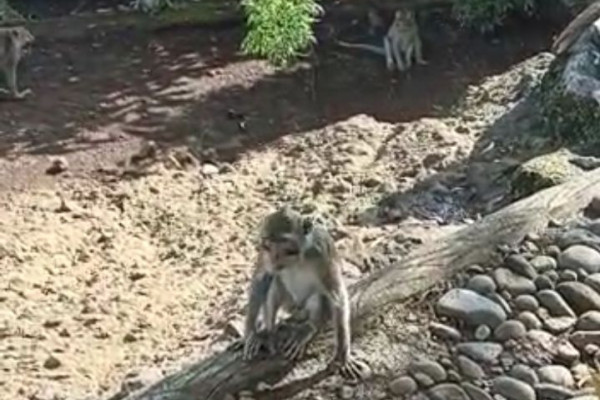 Ratusan Kera Ekor Panjang Bikin Resah Pengelola Wisata Mangunan
