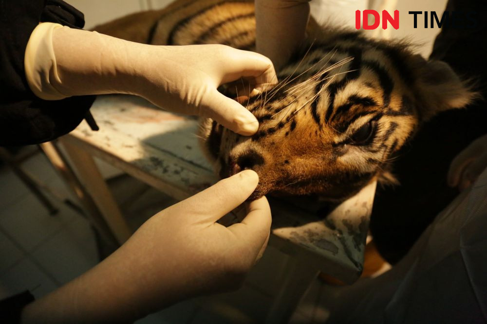 BKSDA Umumkan Hasil Nekropsi Harimau Sumatra Mati di Perangkap Babi 