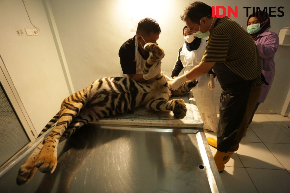 BKSDA Umumkan Hasil Nekropsi Harimau Sumatra Mati di Perangkap Babi 