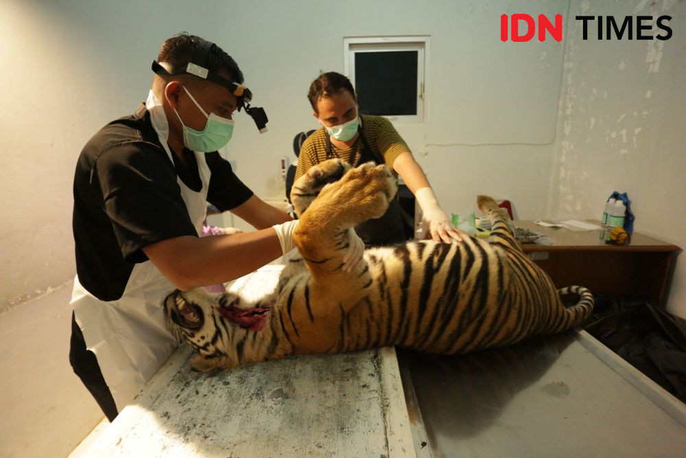 Harimau Sumatra di Pasaman Sumbar Mati Terkena Perangkap Babi