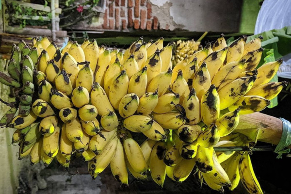 5 Fakta Unik Pisang Muli, Ikon Buah Khas Lampung Menggoda Selera