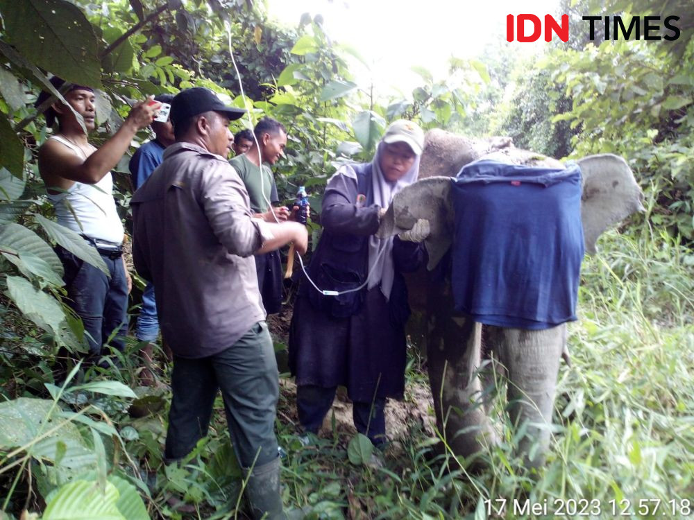 Anak Gajah Terkena Jerat Rusa di Kawasan APL Aceh Jaya
