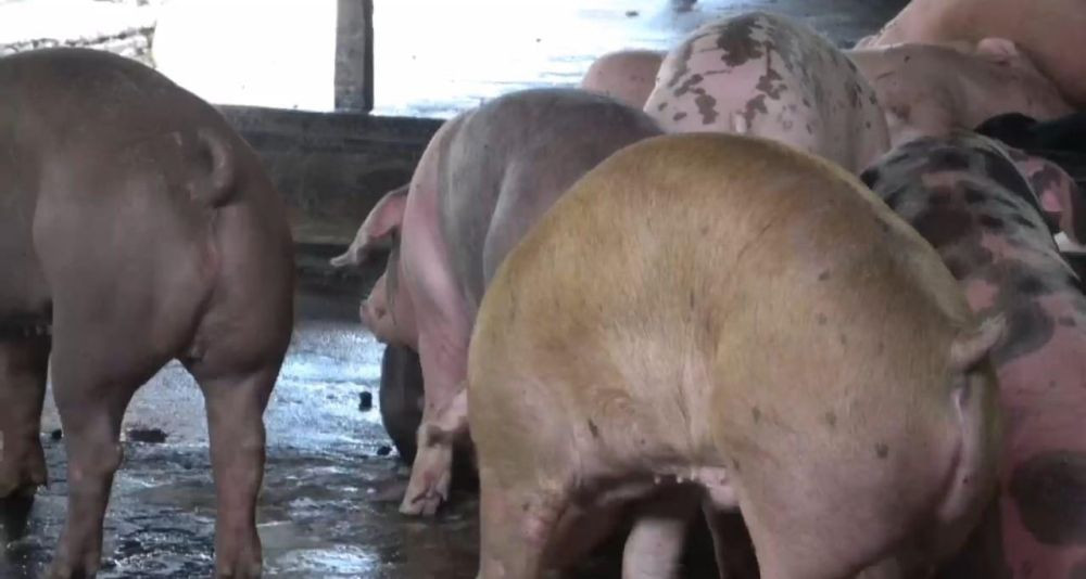 4000 Babi di Gowa Mati karena Flu Babi Afrika, Kini Tersisa 70 Ekor