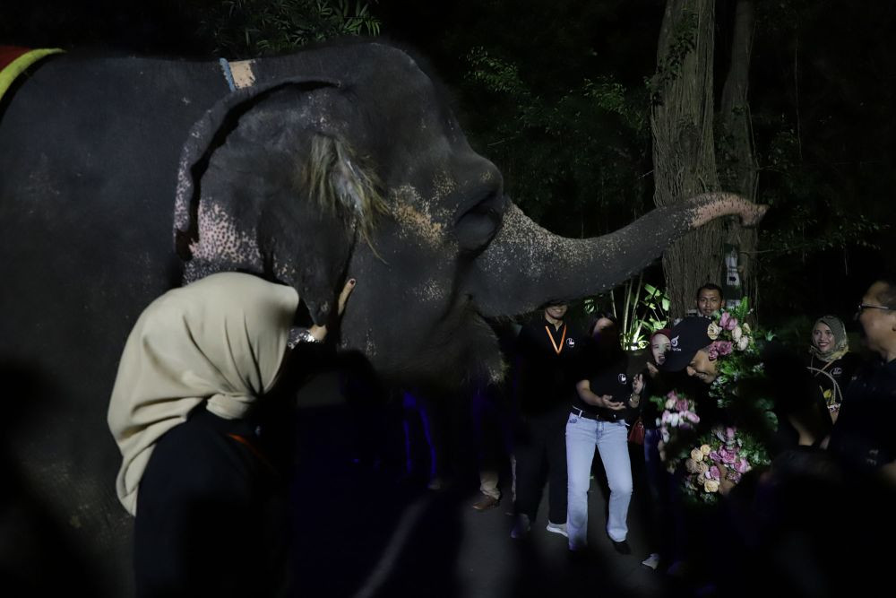 Surabaya Night Zoo Dibuka 25 Juni 2023