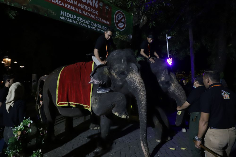 Surabaya Night Zoo Mulai Diuji Coba  