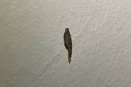 Apa Itu Kamitetep Serangga Sering Ada Dinding Rumah