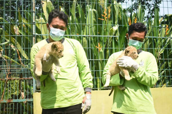 KBS Menambah Keluarga Baru, Anak Singa Bernama Dona dan Bima Lahir
