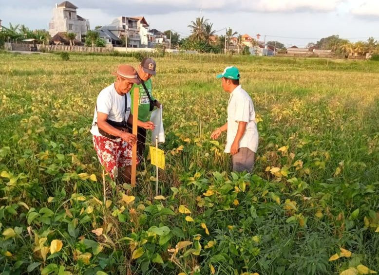 Petani di Kediri Bali Kehilangan Pendapatan, Ini Alasannya