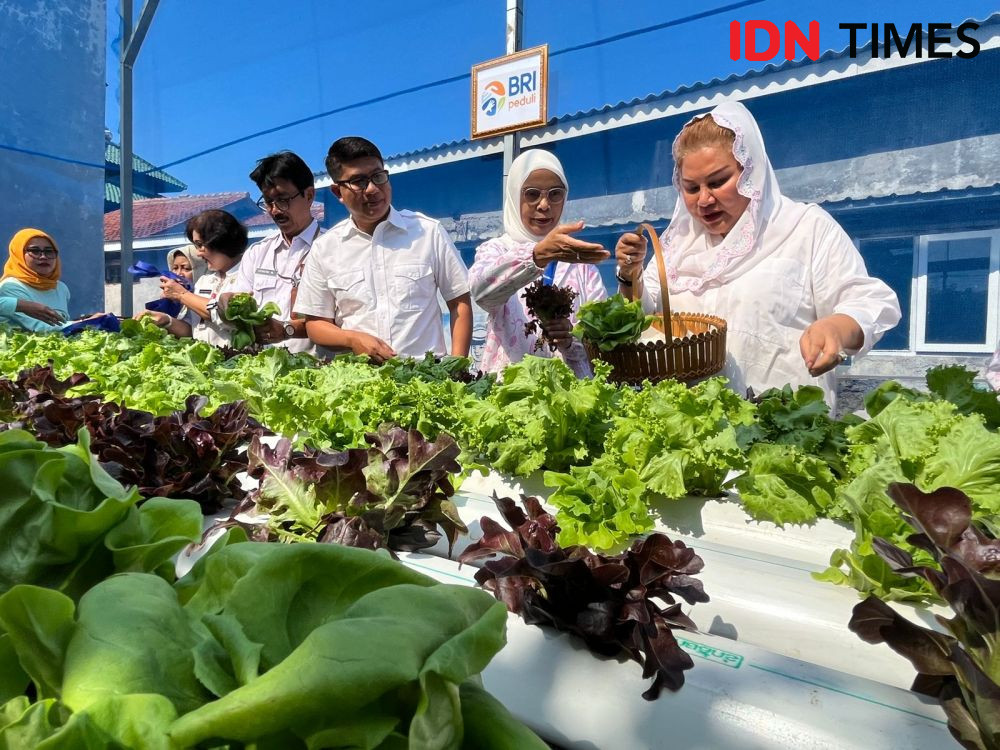 Jual Beli Panen Urban Farming di Semarang Bakal Pakai Aplikasi Warak Semar