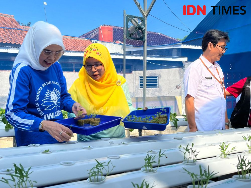 Cuan Emak-emak Semarang dari Urban Farming di Green House Bensor BRI