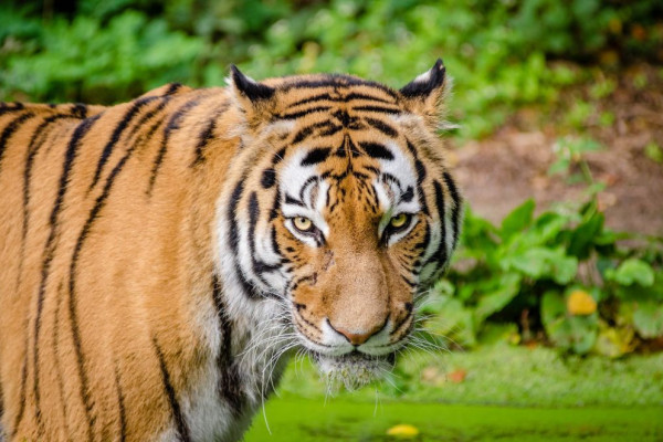 10 Binatang Buas yang Akan Mengancam Nyawamu, Jangan Mendekat
