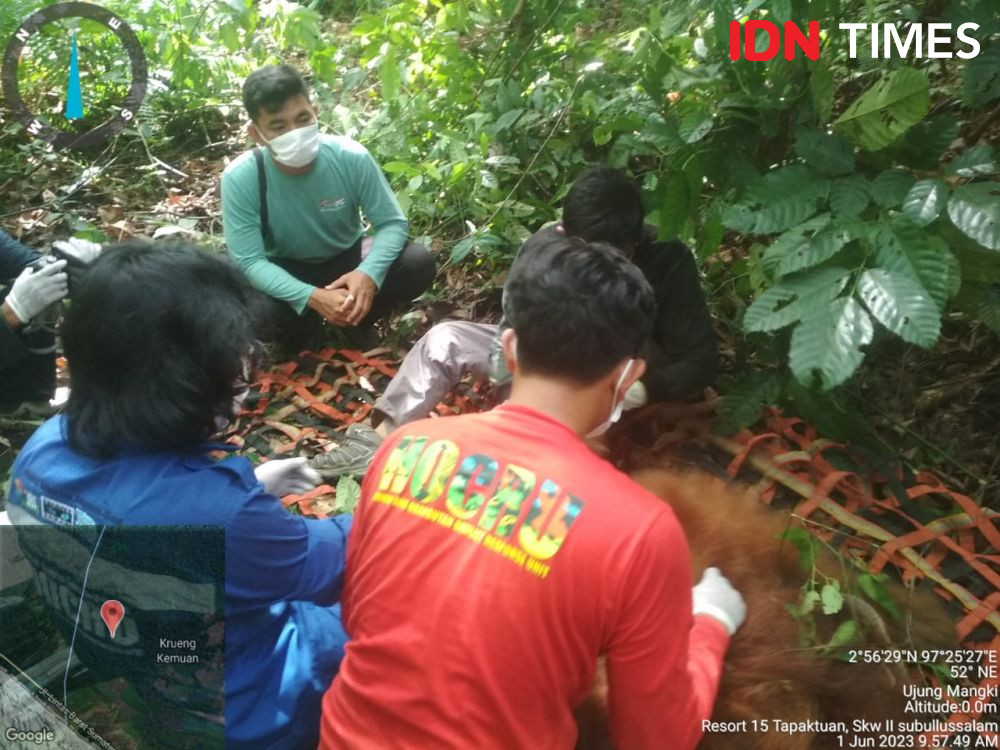 BKSDA Evakuasi Orangutan Jantan yang Masuk Kebun Warga di Aceh Selatan