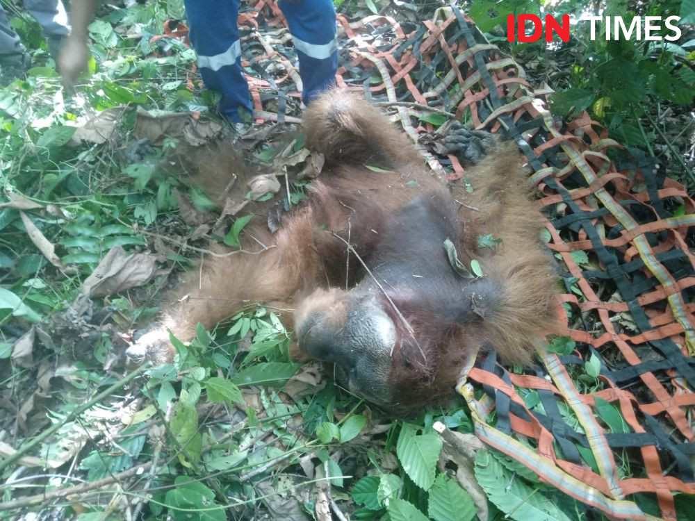 BKSDA Evakuasi Orangutan Jantan yang Masuk Kebun Warga di Aceh Selatan
