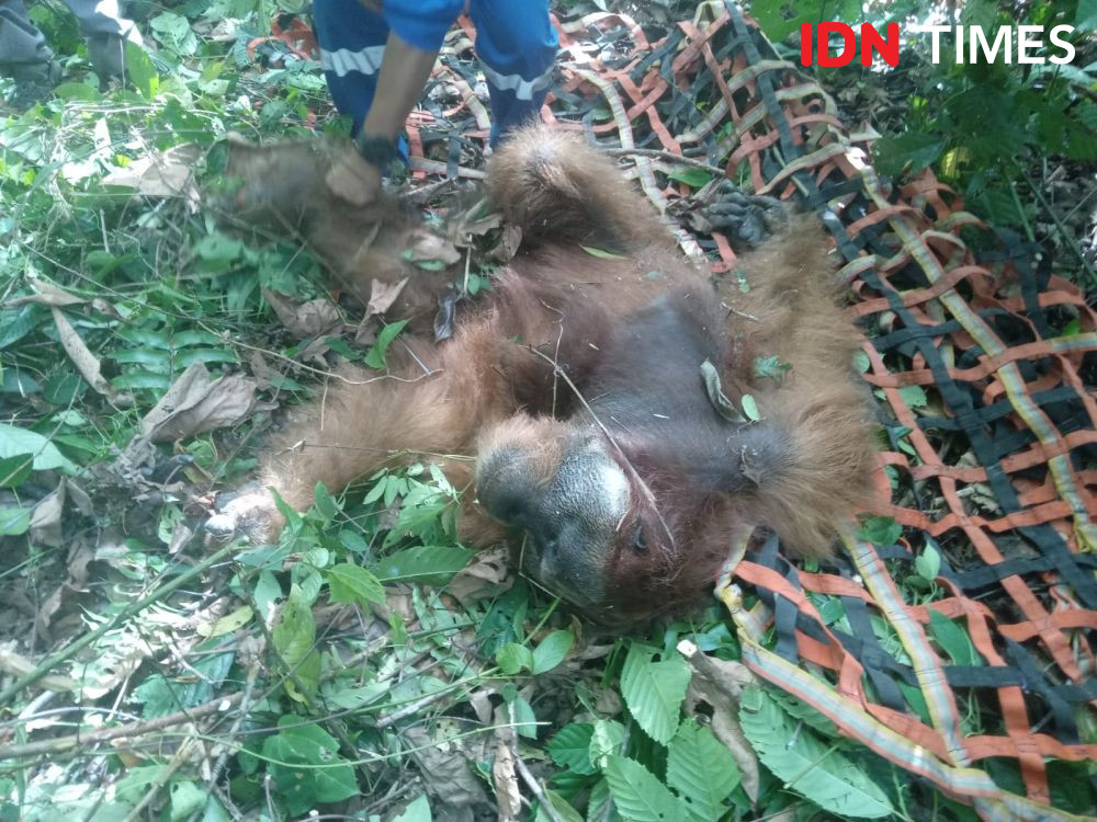BKSDA Evakuasi Orangutan Jantan yang Masuk Kebun Warga di Aceh Selatan