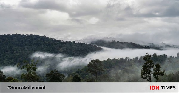 Kenapa Sih Kita Harus Menjaga Hutan? Simak Alasannya