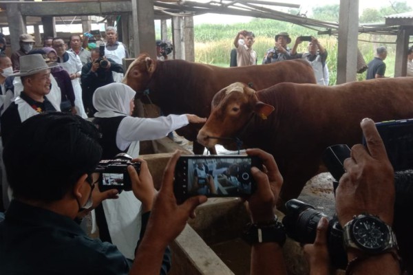 Stok Melimpah, Gubernur Pastikan Hewan Kurban di Jatim Bebas Penyakit