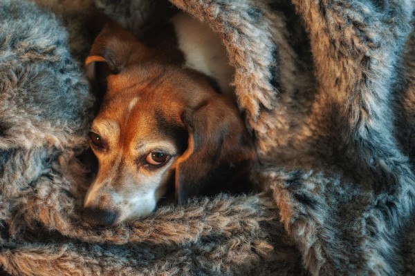 7 Ciri-Ciri Anjing Hamil yang Harus Kamu Ketahui