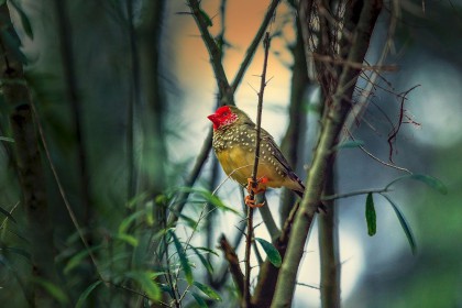 455 Nama Burung Bagus Pembawa Hoki, Lengkap Artinya