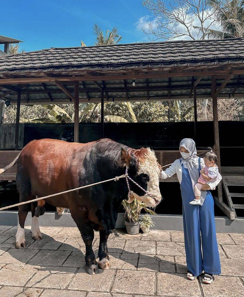 Potret Ria Ricis Hunting Sapi Kurban Rela Datang Ke Jogja