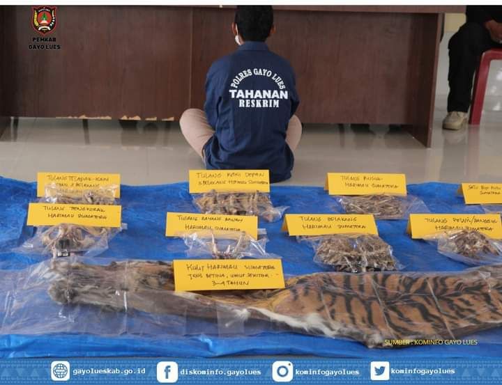 Polisi Tangkap Penjual Kulit dan Tulang Belulang Harimau Sumatra