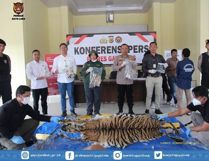 Polisi Tangkap Penjual Kulit dan Tulang Belulang Harimau Sumatra