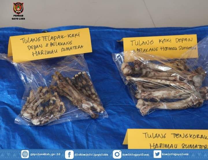 Polisi Tangkap Penjual Kulit dan Tulang Belulang Harimau Sumatra