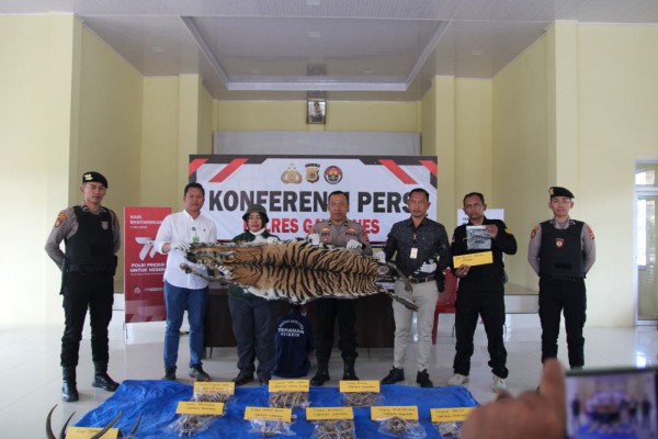 Polisi Tangkap Penjual Kulit dan Tulang Belulang Harimau Sumatra