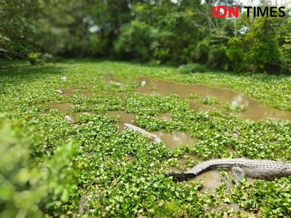 Aksi Sadis Anjing Jadi Santapan Buaya, Polda Kaltara Ikut Penasaran 