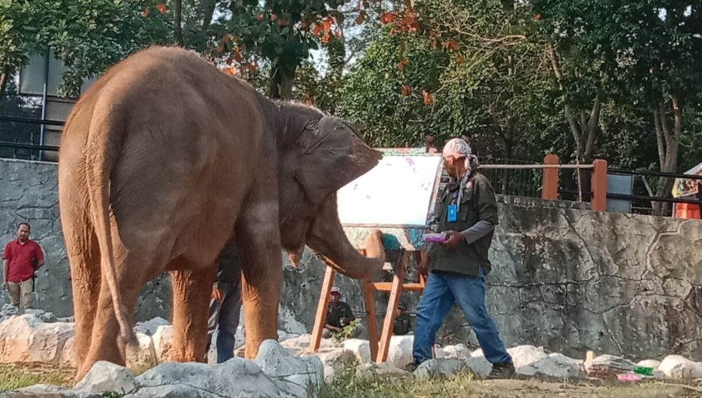 Gajah Zella Bakal Dicomblangin di Bonbin Mangkang, Pilih Guntur atau Bona?