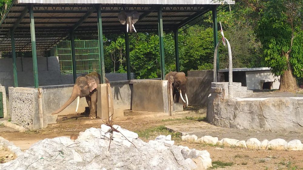 Kenalin Nih! Bona dan Zella, Dua Gajah Koleksi Terbaru Bonbin Mangkang