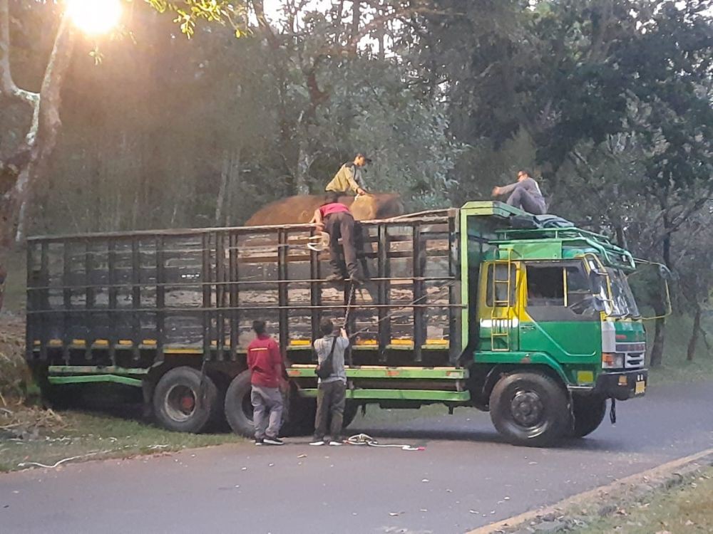 Kenalin Nih! Bona dan Zella, Dua Gajah Koleksi Terbaru Bonbin Mangkang