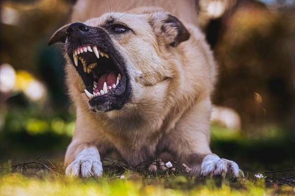 5 Arti Mimpi Digigit Anjing Rabies: Waspadalah, Tapi Jangan Panik!