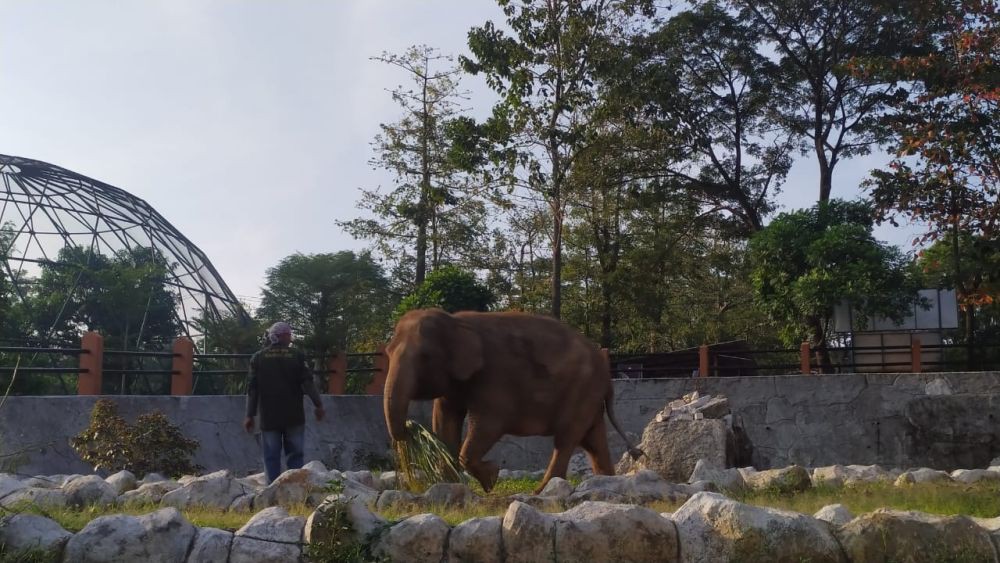 Gajah Zella Bakal Dicomblangin di Bonbin Mangkang, Pilih Guntur atau Bona?