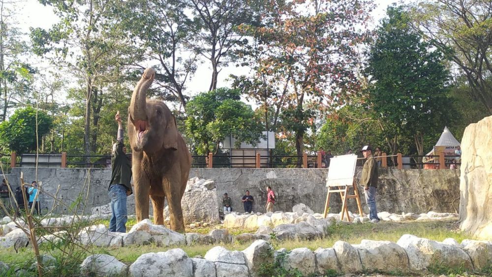 Gajah Zella Bakal Dicomblangin di Bonbin Mangkang, Pilih Guntur atau Bona?